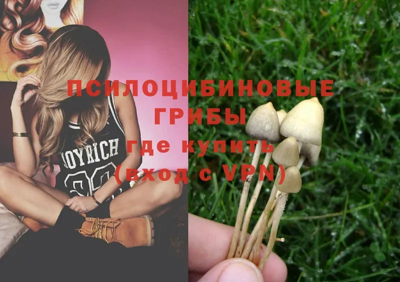 Псилоцибиновые грибы Psilocybe  Дрезна 